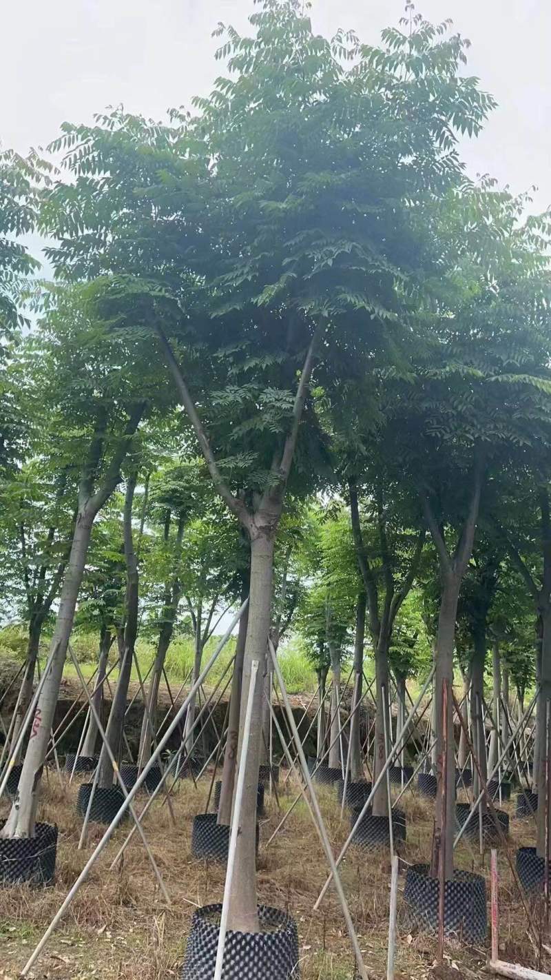 栾树（国庆花）骨架货12-15-18分大量供应