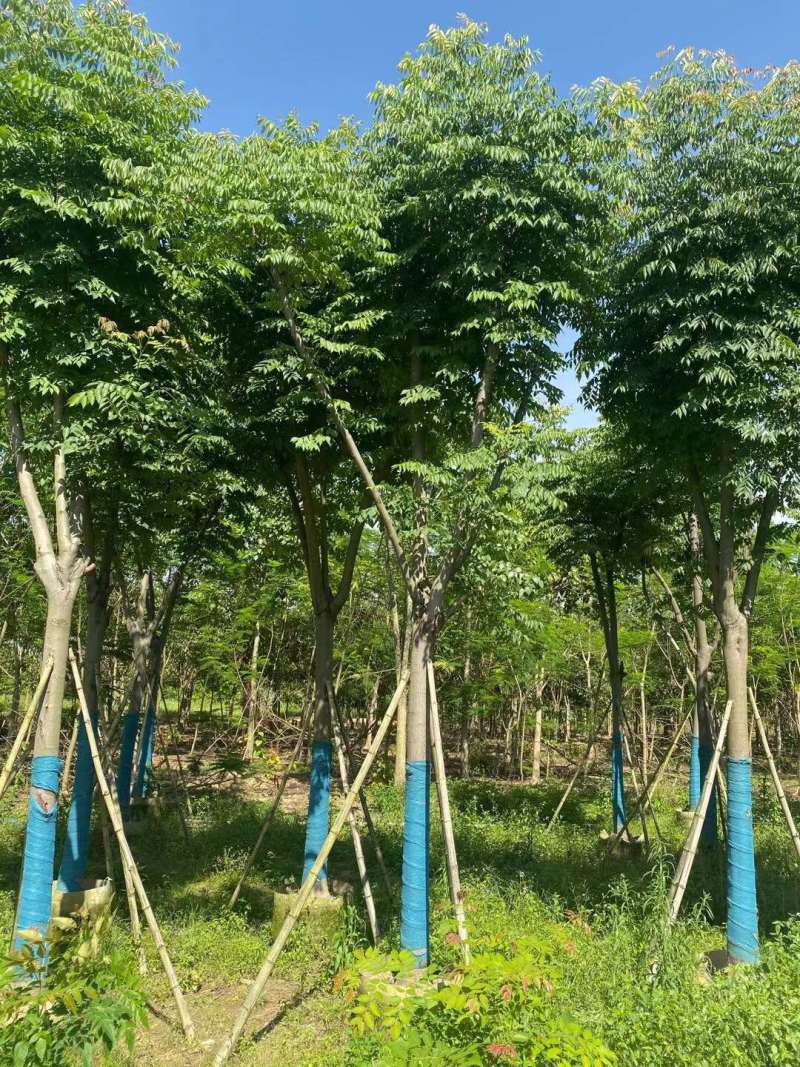 栾树（国庆花）骨架货12-15-18分大量供应