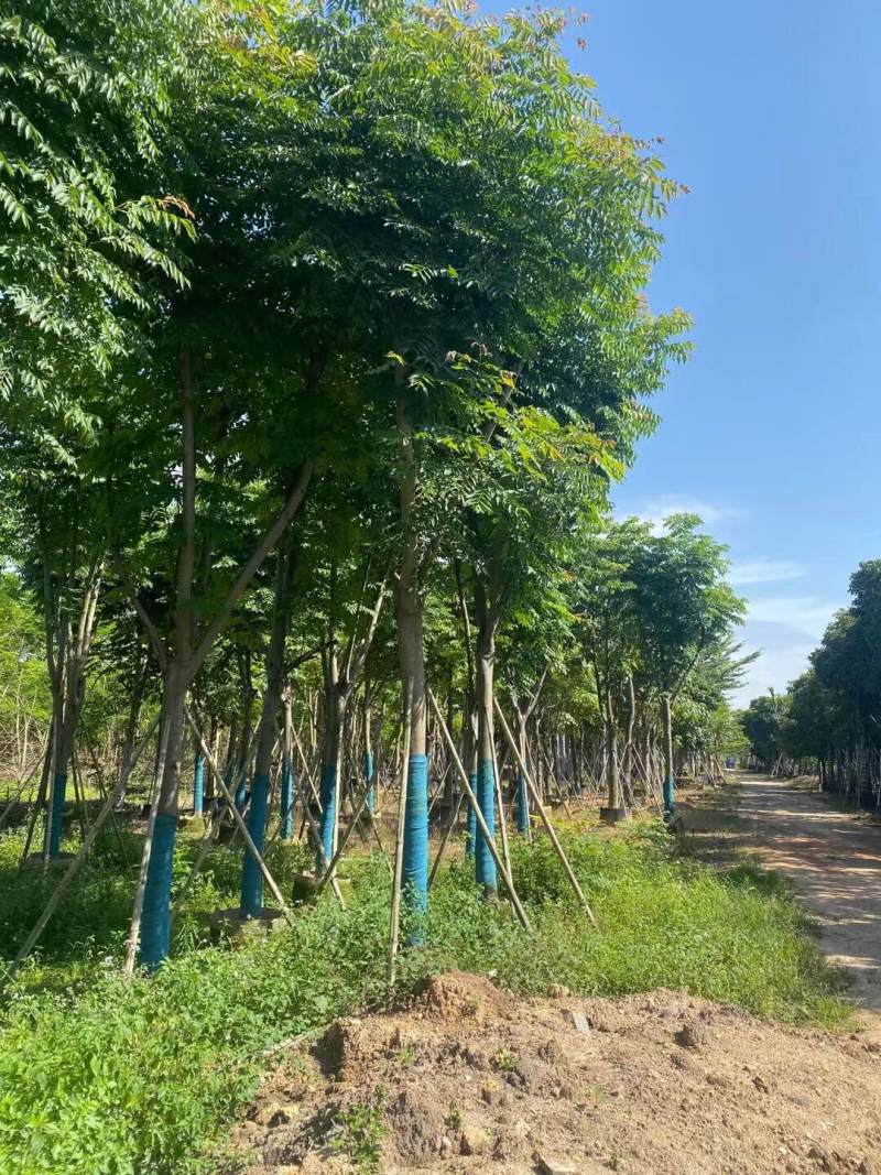 栾树（国庆花）骨架货12-15-18分大量供应