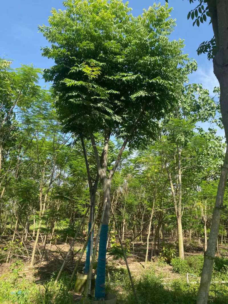 栾树（国庆花）骨架货12-15-18分大量供应