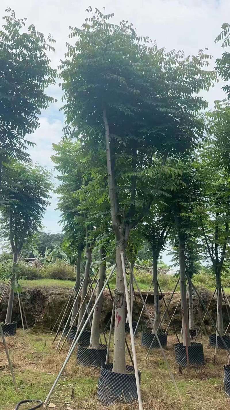 栾树（国庆花）骨架货12-15-18分大量供应