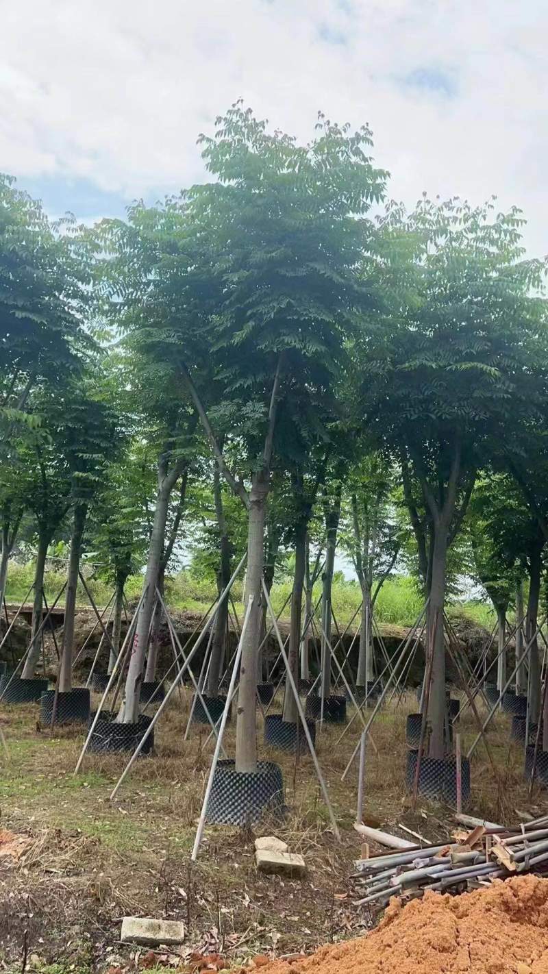 栾树（国庆花）骨架货12-15-18分大量供应
