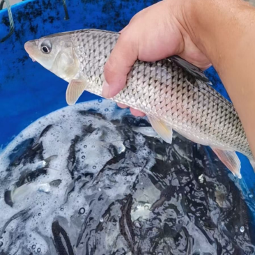 出售花骨鱼(土凤)规格齐全质量保证保证供应量可场