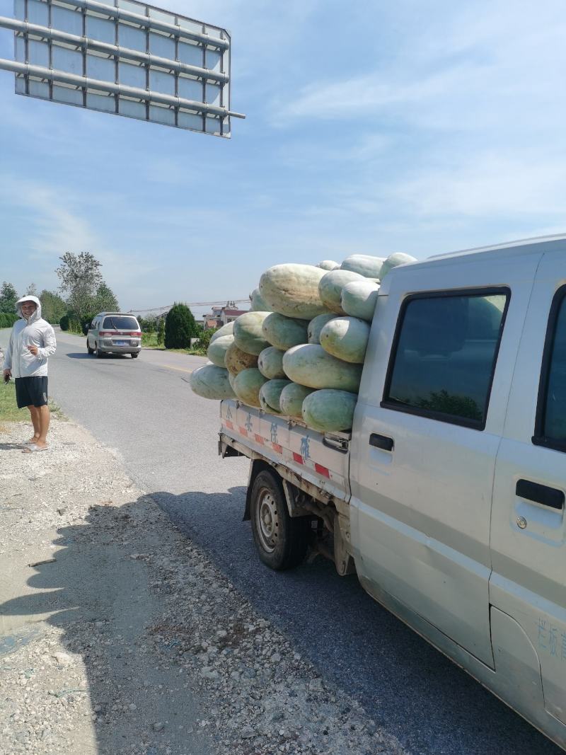 南通本地白冬瓜大量上市皮毛光亮，个体均匀20斤打底