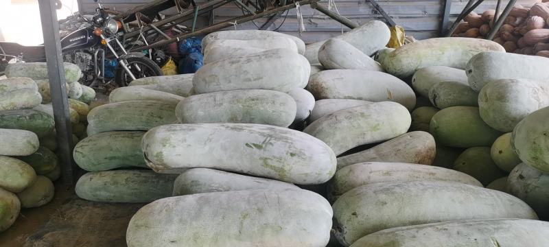 南通本地白冬瓜大量上市皮毛光亮，个体均匀20斤打底