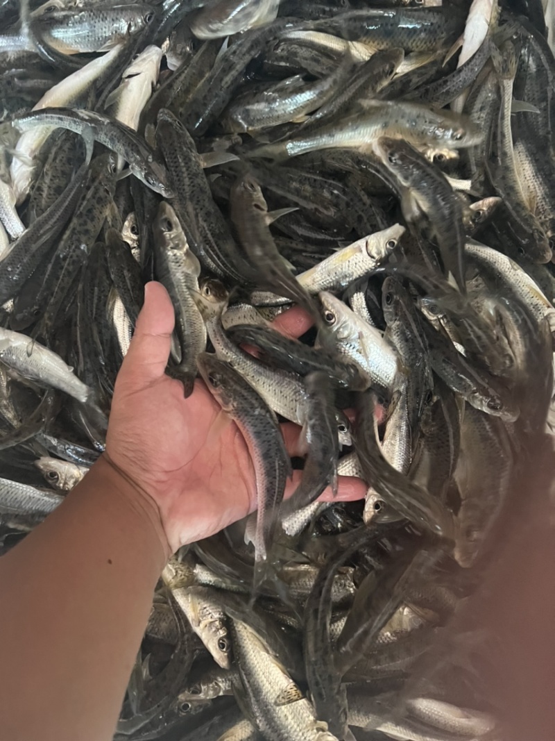 出售花骨鱼(土凤)规格齐全质量保证保证供应量可场