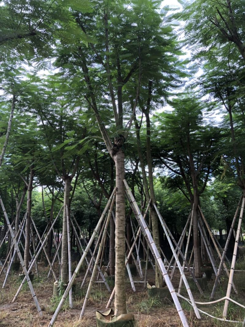 凤凰木骨架货12-15-18分大量现货供应价格优势