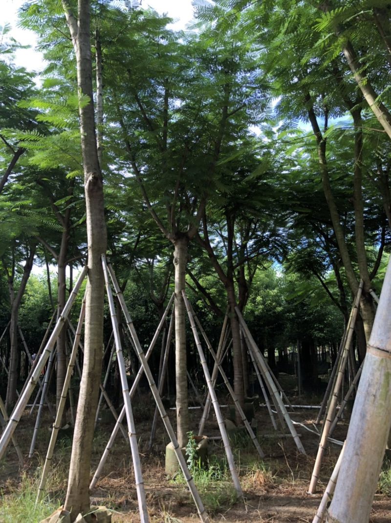 凤凰木骨架货12-15-18分大量现货供应价格优势