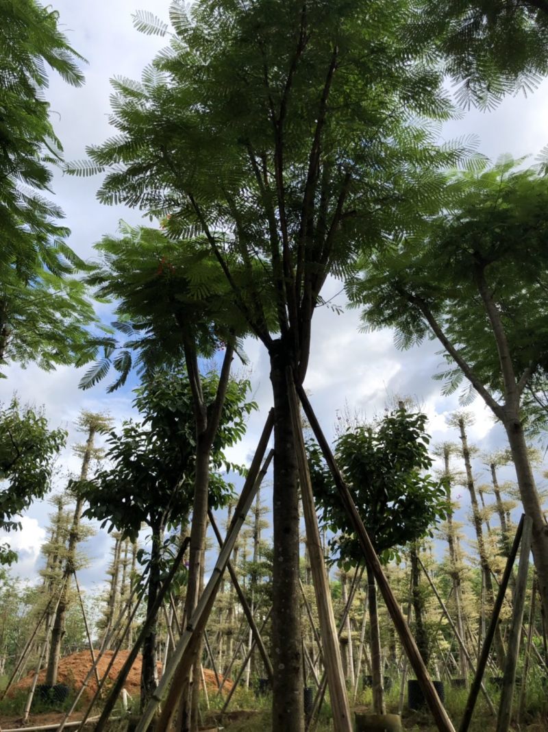凤凰木骨架货12-15-18分大量现货供应价格优势