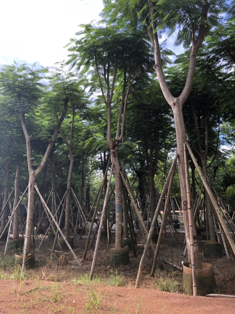 凤凰木骨架货12-15-18分大量现货供应价格优势