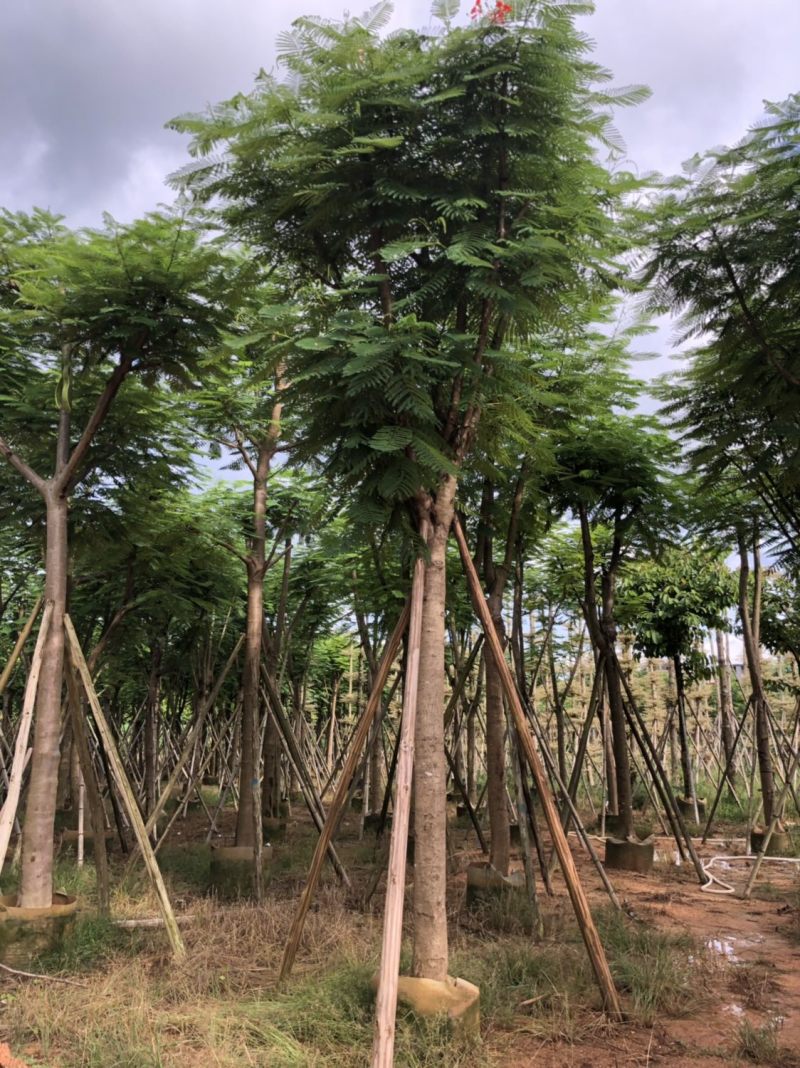 凤凰木骨架货12-15-18分大量现货供应价格优势