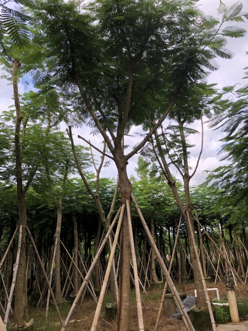 凤凰木骨架货12-15-18分大量现货供应价格优势