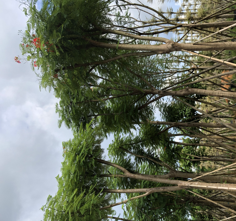 凤凰木骨架货12-15-18分大量现货供应价格优势