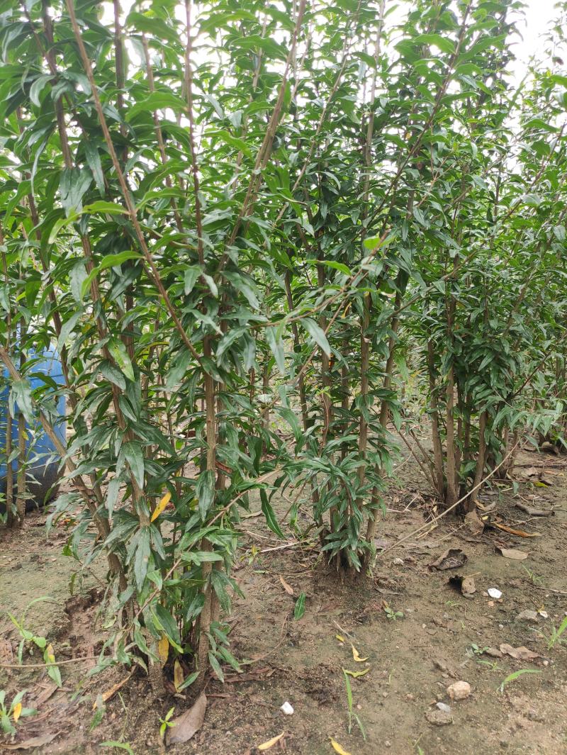 丛生石榴苗花石榴苗规格多种软籽石榴苗