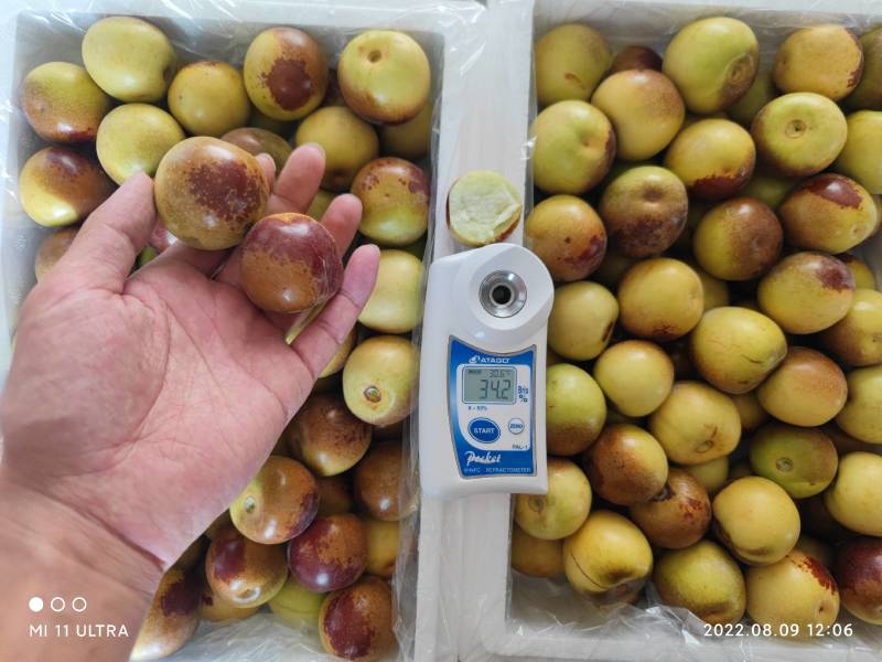 新疆牛奶脆枣，甜蜜暴击。现采现发新鲜冬枣特级大果全国可发