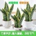虎皮兰盆栽室内防辐射绿植四季常青办公桌吸甲醛植物虎尾兰
