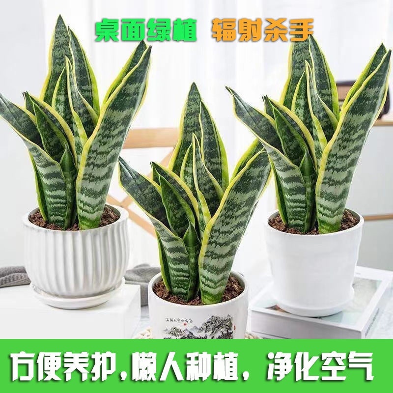 虎皮兰盆栽室内防辐射绿植四季常青办公桌吸甲醛植物虎尾兰
