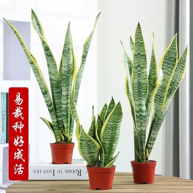 虎皮兰盆栽室内防辐射绿植四季常青办公桌吸甲醛植物虎尾兰