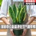 虎皮兰盆栽室内防辐射绿植四季常青办公桌吸甲醛植物虎尾兰
