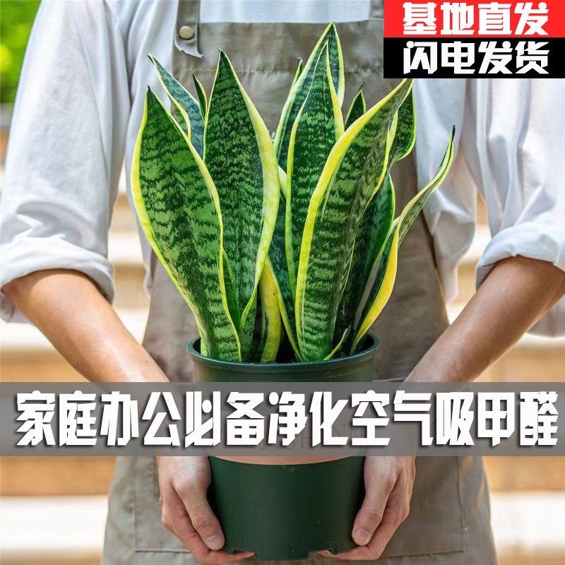 虎皮兰盆栽室内防辐射绿植四季常青办公桌吸甲醛植物虎尾兰
