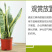 虎皮兰盆栽室内防辐射绿植四季常青办公桌吸甲醛植物虎尾兰