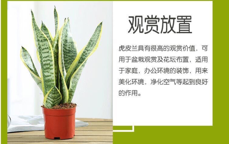 虎皮兰盆栽室内防辐射绿植四季常青办公桌吸甲醛植物虎尾兰