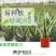 虎皮兰盆栽室内防辐射绿植四季常青办公桌吸甲醛植物虎尾兰