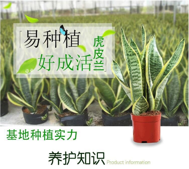 虎皮兰盆栽室内防辐射绿植四季常青办公桌吸甲醛植物虎尾兰