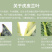 虎皮兰盆栽室内防辐射绿植四季常青办公桌吸甲醛植物虎尾兰