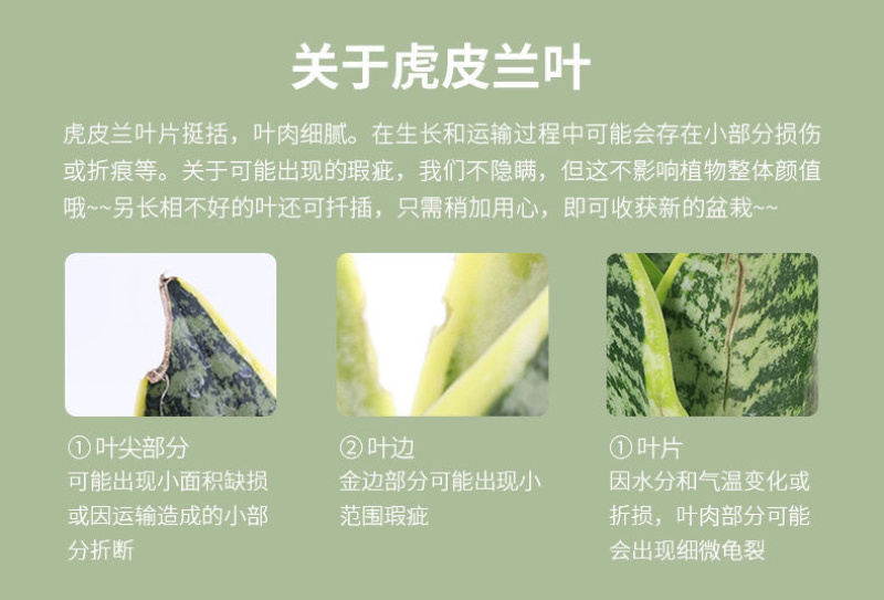 虎皮兰盆栽室内防辐射绿植四季常青办公桌吸甲醛植物虎尾兰
