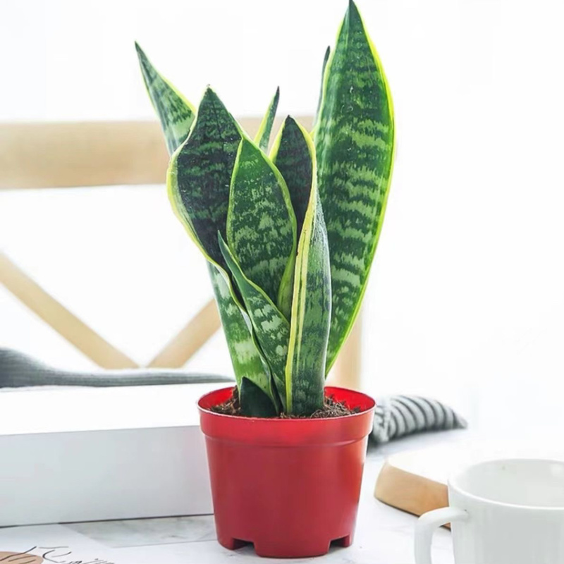 虎皮兰盆栽室内防辐射绿植四季常青办公桌吸甲醛植物虎尾兰