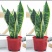 虎皮兰盆栽室内防辐射绿植四季常青办公桌吸甲醛植物虎尾兰
