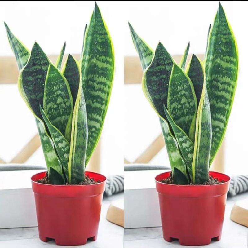虎皮兰盆栽室内防辐射绿植四季常青办公桌吸甲醛植物虎尾兰