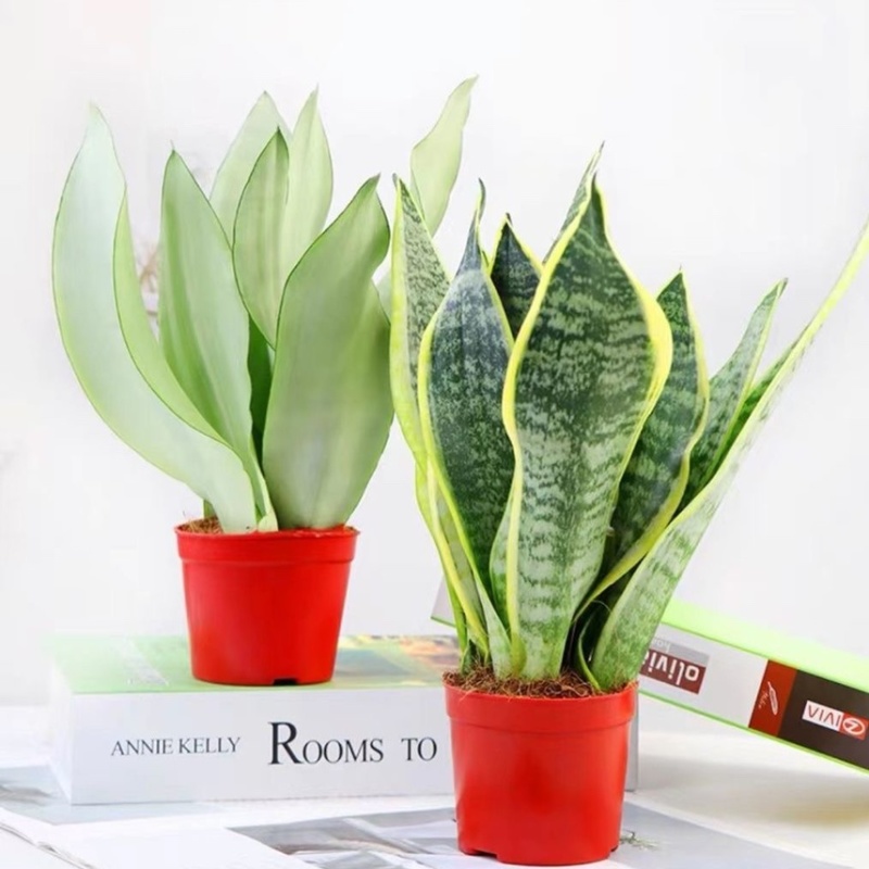 虎皮兰盆栽室内防辐射绿植四季常青办公桌吸甲醛植物虎尾兰
