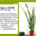 虎皮兰盆栽室内防辐射绿植四季常青办公桌吸甲醛植物虎尾兰