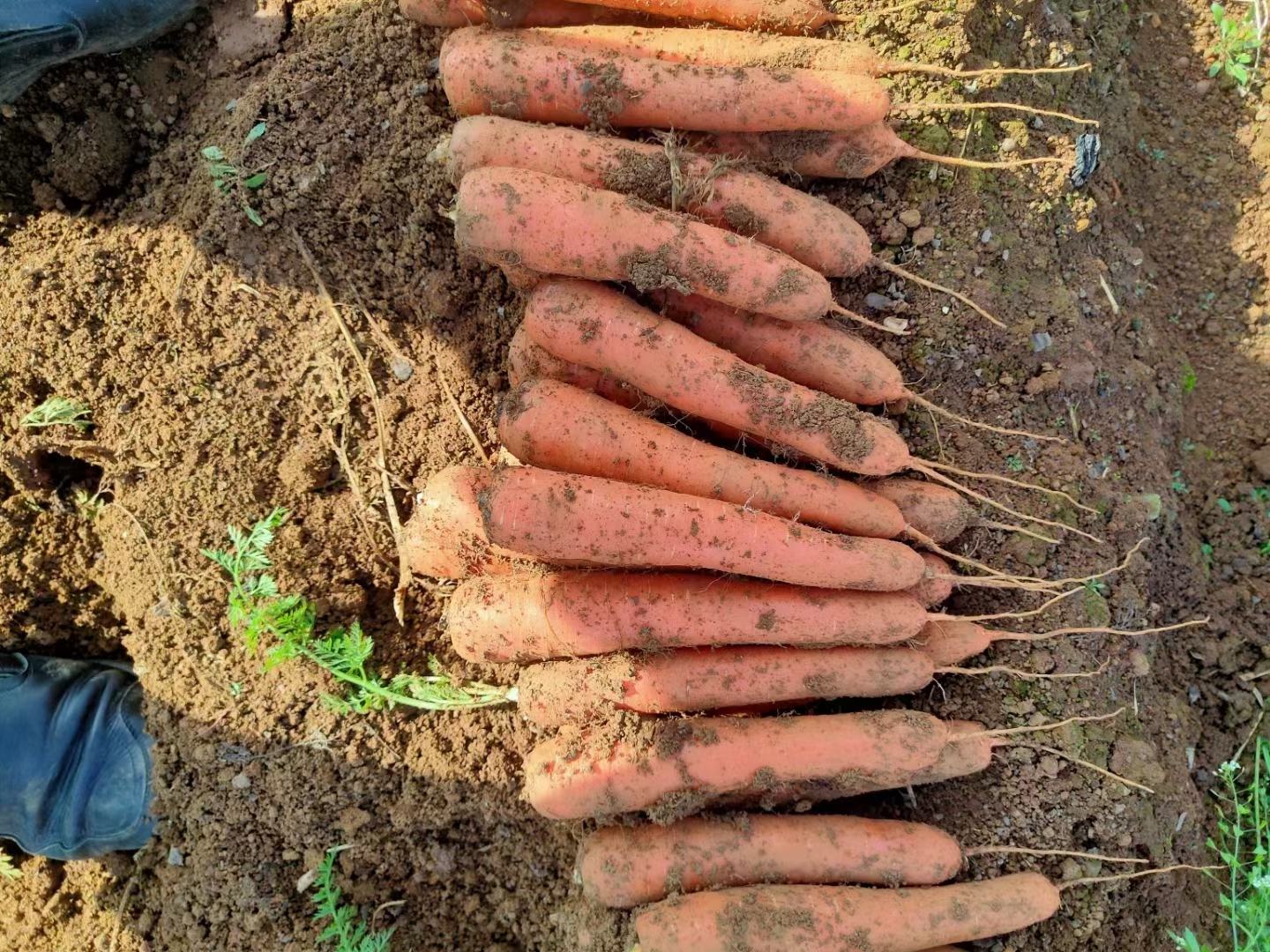 展示菠萝茎段插入土壤的过程,显示土壤、茎段、覆盖物等元素 菠萝茎段种植示意图
