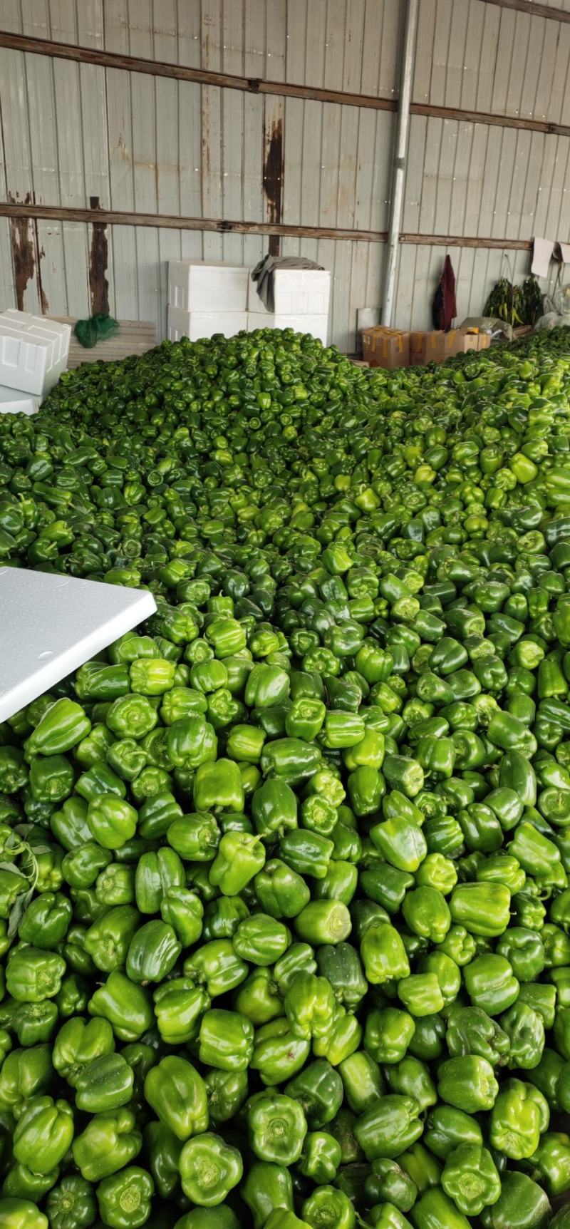 【诚信经营】内黄县大棚圆椒菜椒型状好颜色亮货量足价格低