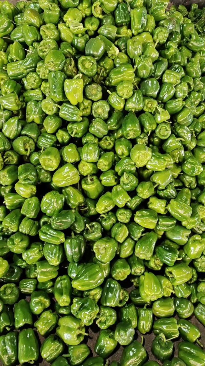 【诚信经营】内黄县大棚圆椒菜椒型状好颜色亮货量足价格低