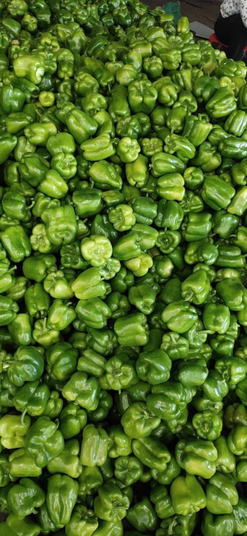 【诚信经营】内黄县大棚圆椒菜椒型状好颜色亮货量足价格低