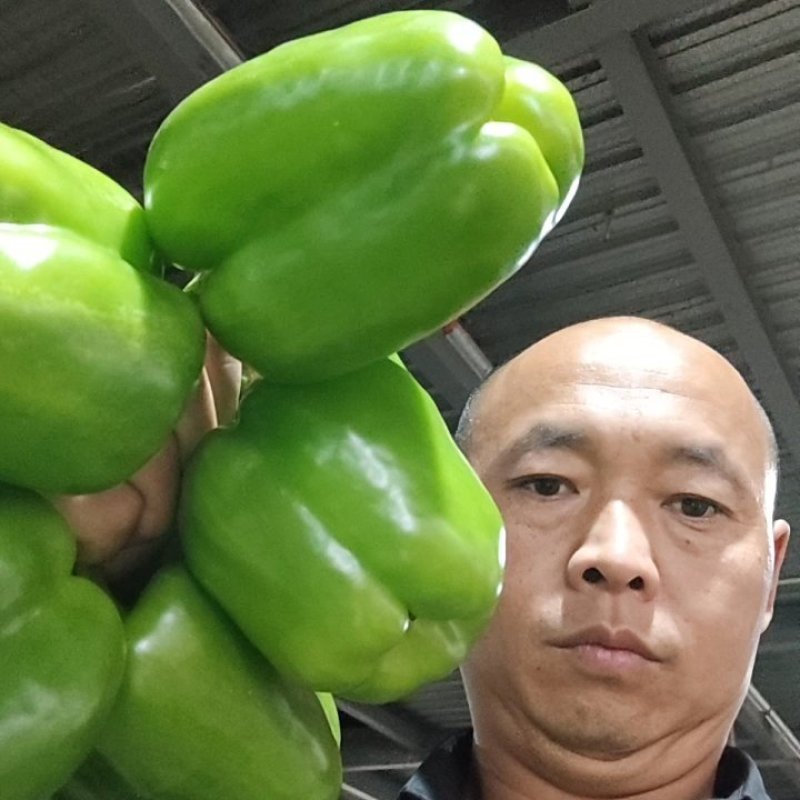 【诚信经营】内黄县大棚圆椒菜椒型状好颜色亮货量足价格低