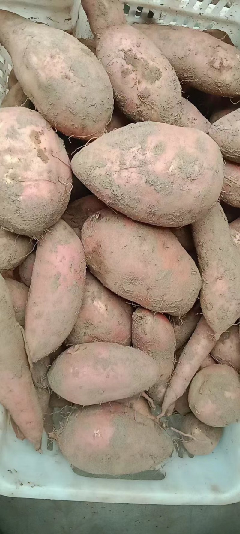 龙薯九