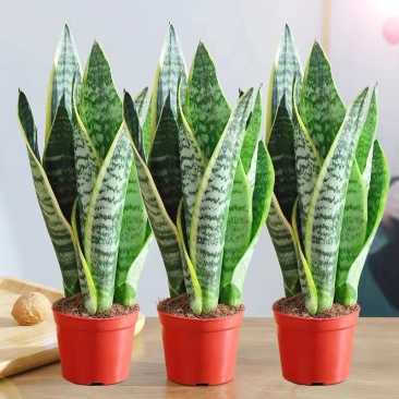 虎皮兰盆栽室内防辐射绿植四季常青办公桌吸甲醛植物虎尾兰