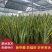 虎皮兰盆栽室内防辐射绿植四季常青办公桌吸甲醛植物虎尾兰