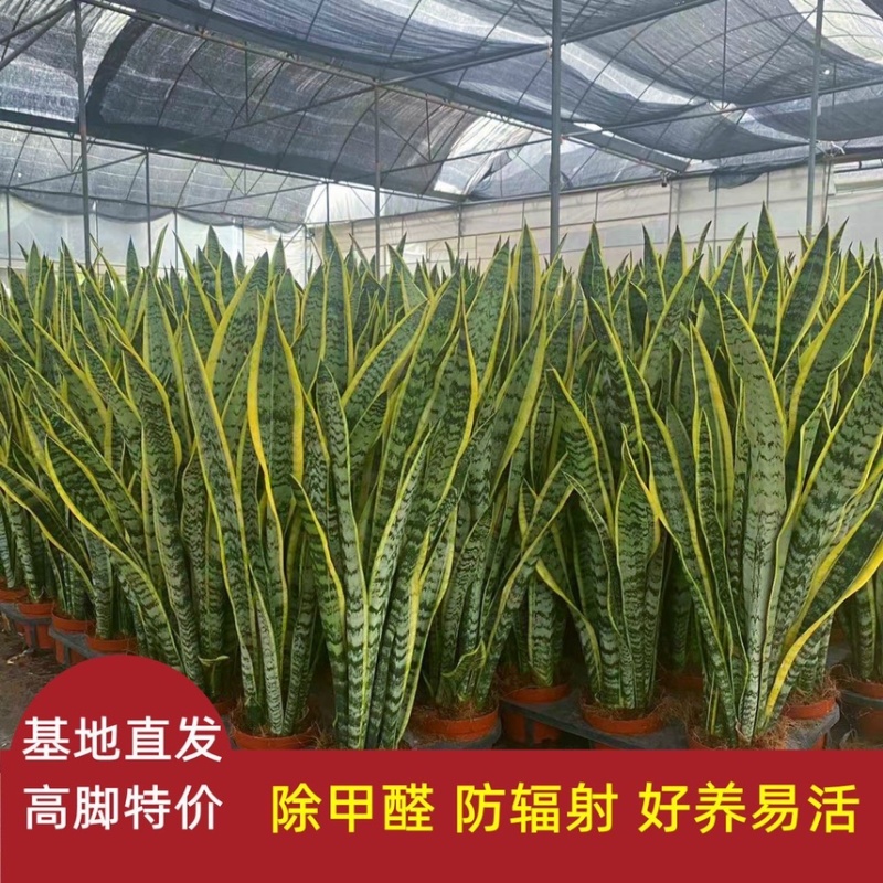 虎皮兰盆栽室内防辐射绿植四季常青办公桌吸甲醛植物虎尾兰