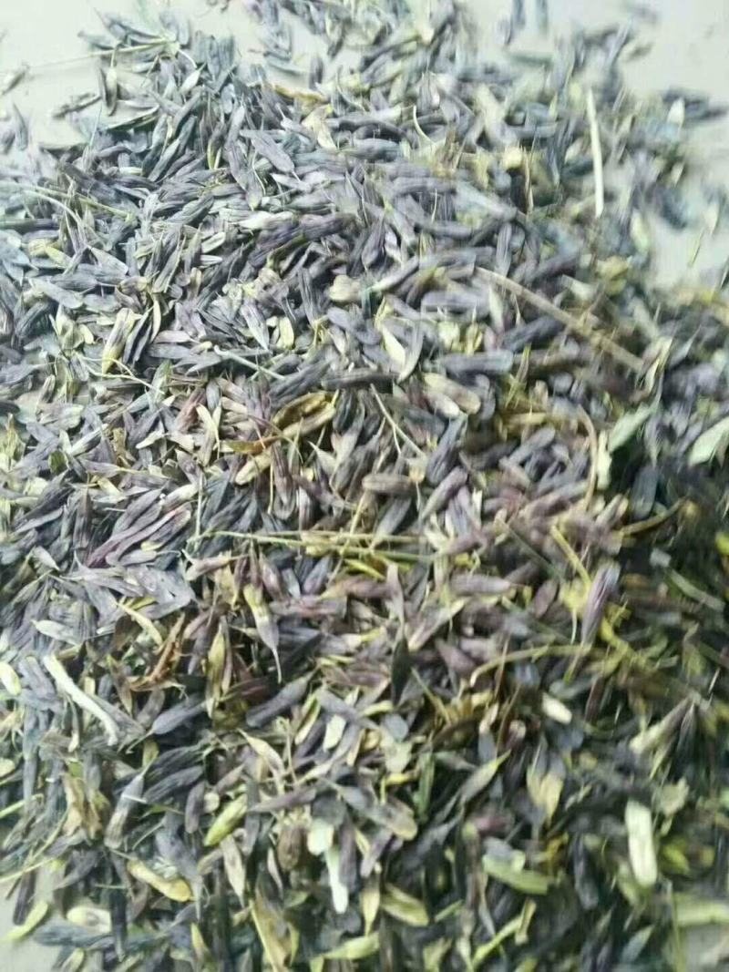 板蓝根干货，干净含量高达标