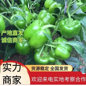 【诚信经营】内黄菜椒10cm以上中厚皮颜色黄亮价格低