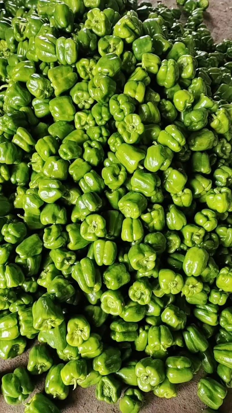 【诚信经营】内黄菜椒10cm以上中厚皮颜色黄亮价格低