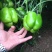 【诚信经营】内黄菜椒10cm以上中厚皮颜色黄亮价格低