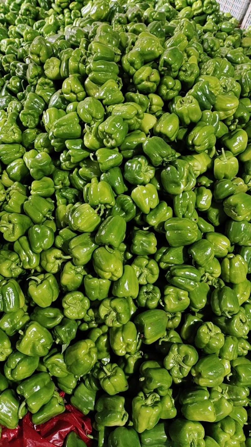 【诚信经营】内黄菜椒10cm以上中厚皮颜色黄亮价格低