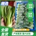 精品上海青小油菜基地直供，品质保证长期供应全国发货